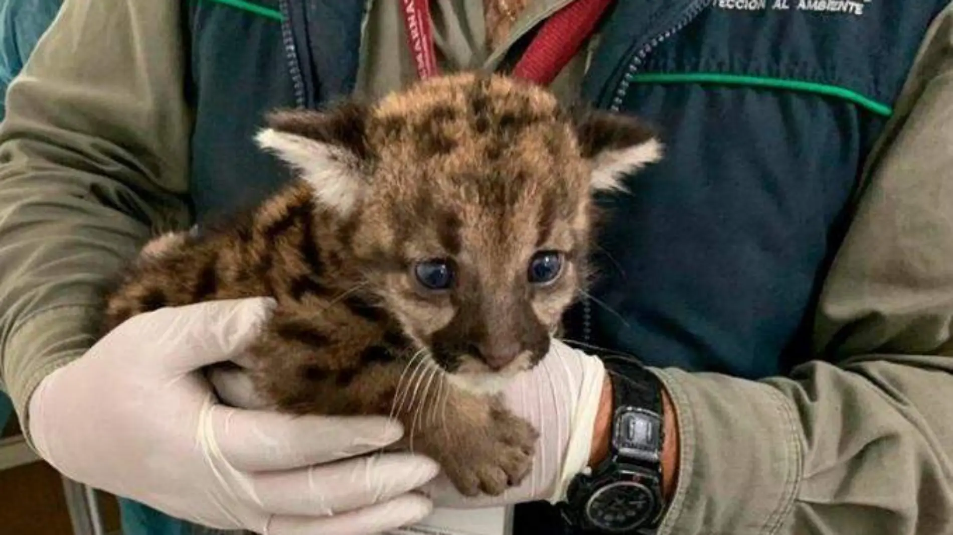 RESCATAN CRIAS DE PUMA